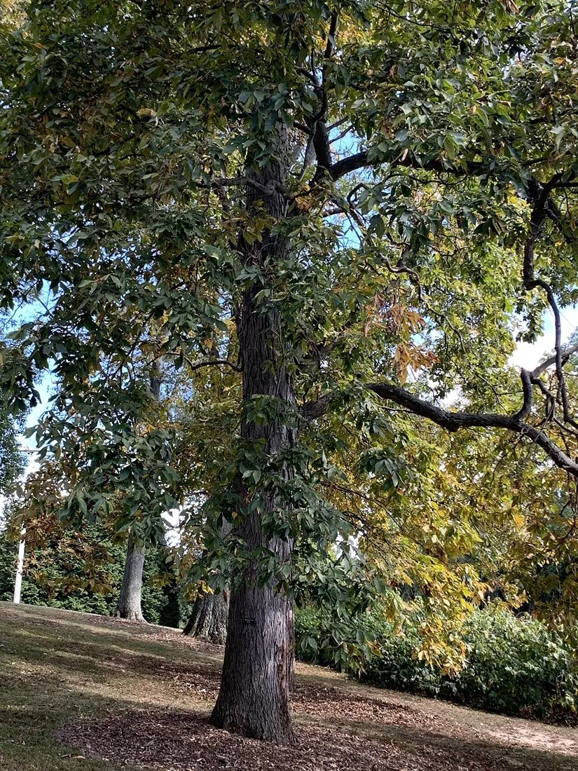 Shagbark hickory · Carya ovata, Philadelphia