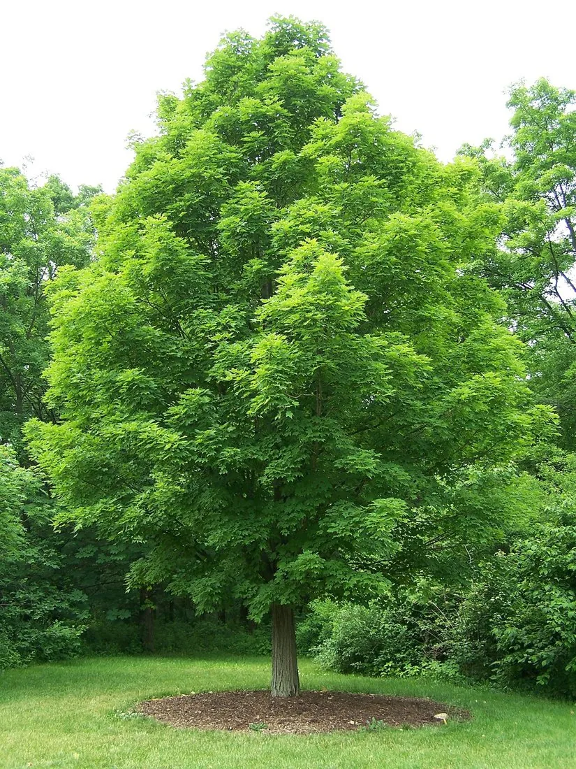 Sugar maple · Acer saccharum, Illinois