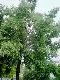 Tulip-poplar · Liriodendron tulipifera