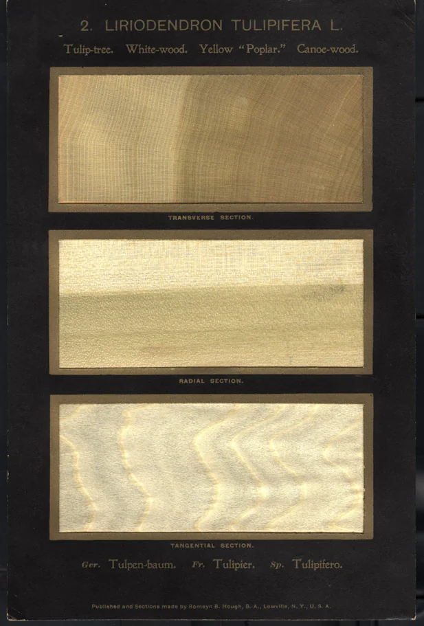Tulip-poplar · historic wood specimens