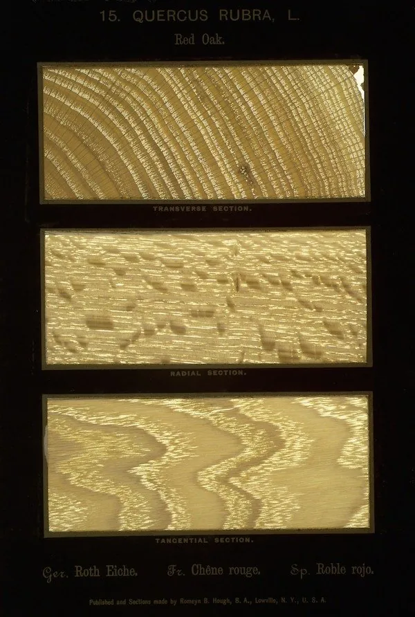 Red oak · samples from The American Woods