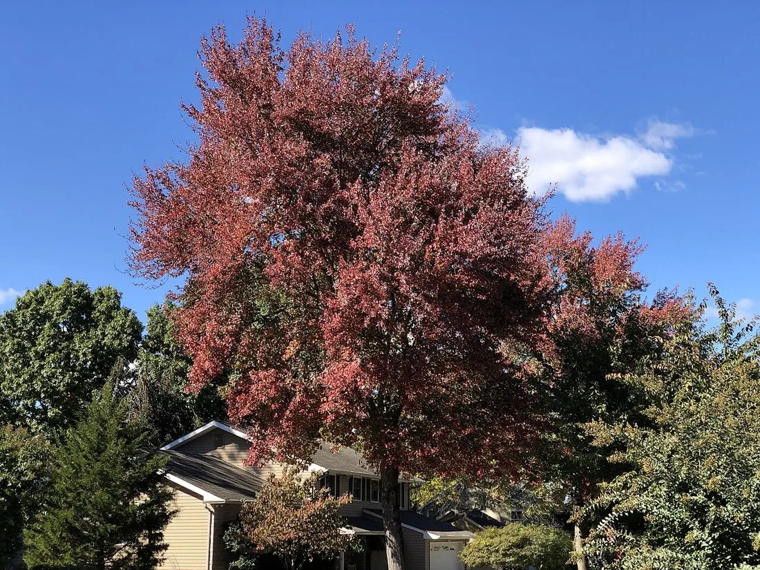 Red maple · Acer rubrum, New Jersey