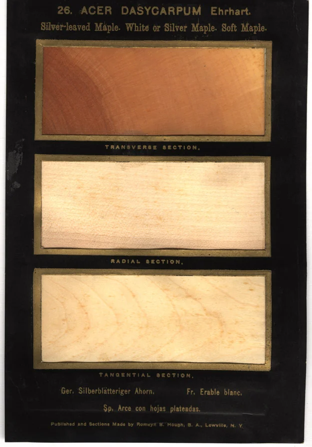Silver maple · historic wood specimens