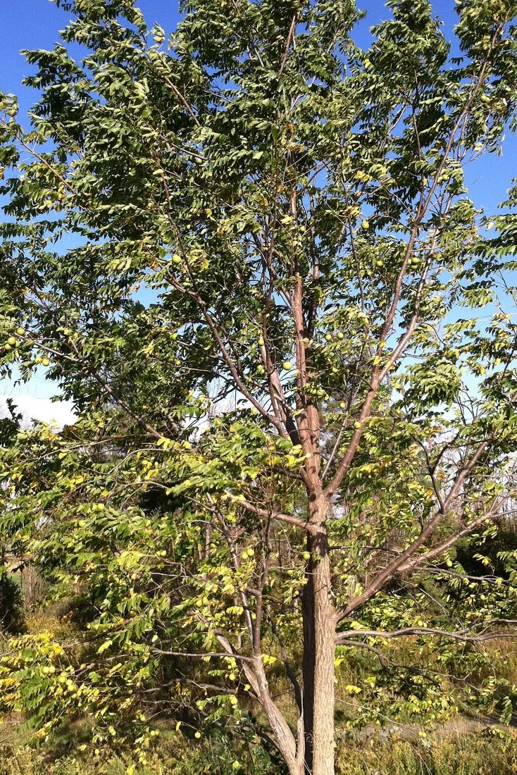 Black walnut · Juglans nigra, New York