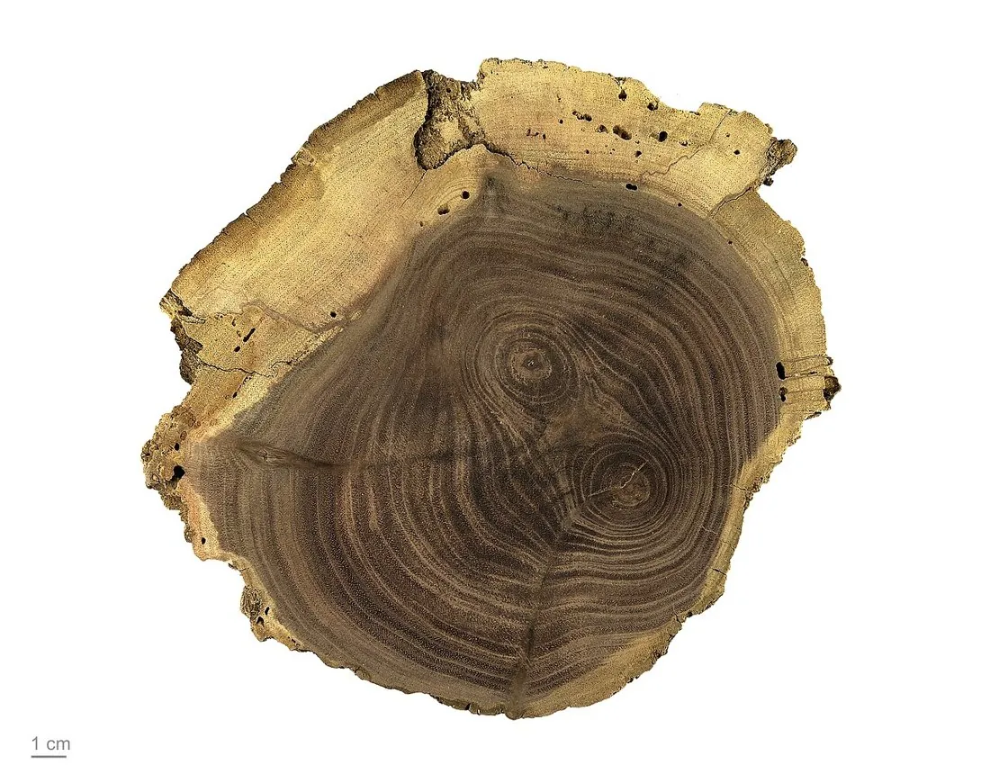 Black walnut · a wood specimen in cross section